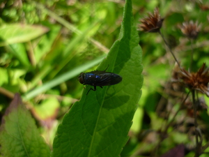 Picture of langew