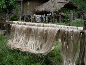 Picture of lanut