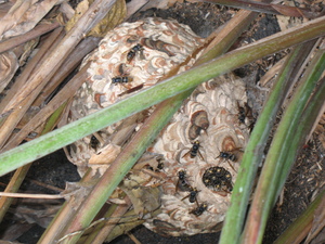 Picture of lapinig