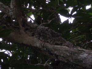 Picture of lapinig