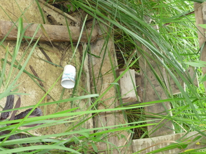 Picture of lebeng