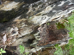 Picture of lepuk