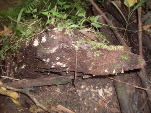 Picture of lepuk