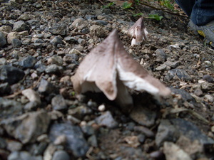 Picture of libbes