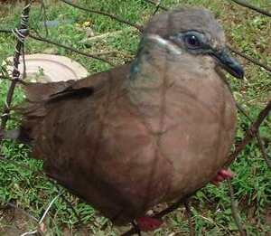 Picture of limuken