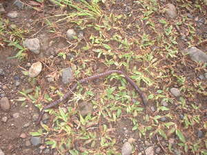 Picture of liwati