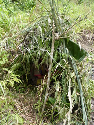 Picture of lubung