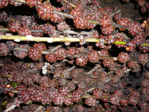 Picture of luhimit