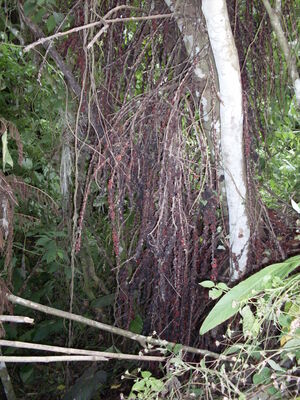 Picture of luhimit