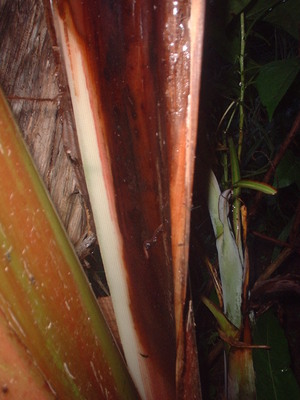 Picture of lukè