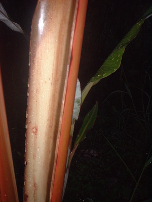 Picture of lukè