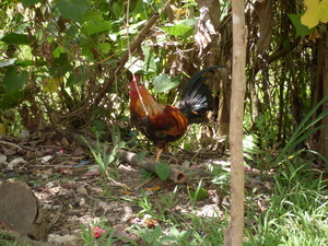 Picture of lumansad