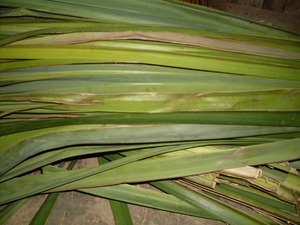 Picture of lumbrun
