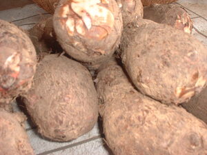 Picture of lutiya