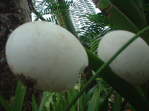 Picture of luwit_te_atelug