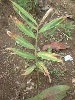 Picture of luya3