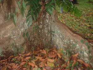 Picture of luyung