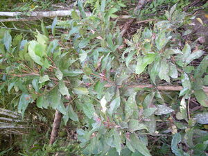 Picture of makupa