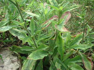 Picture of malabuaya