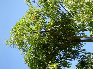Picture of malahatas