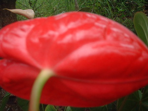 Picture of malalab-lalab