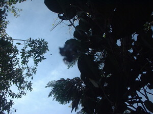 Picture of malayen