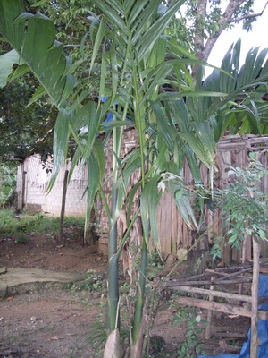 Picture of mameen