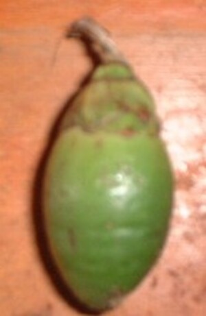 Picture of mameen