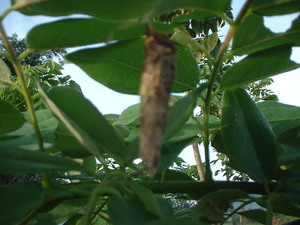 Picture of mammunpun