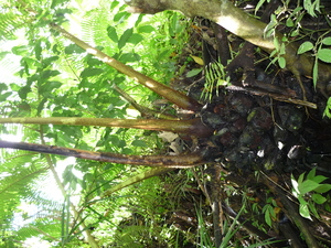 Picture of maneba