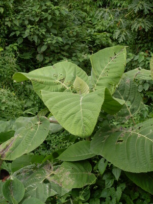 Picture of mangngapeng