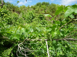 Picture of mantungè