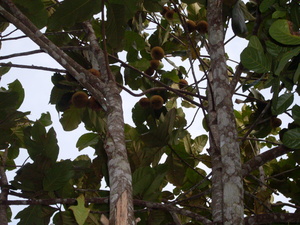 Picture of marang
