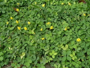 Picture of menì-menì