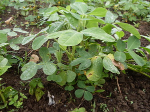 Picture of menì