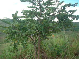 Picture of minul