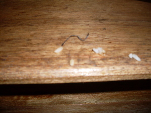 Picture of mummu