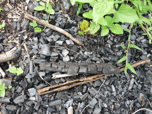 Picture of museng