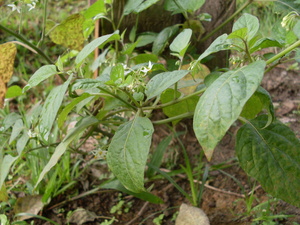 Picture of muti