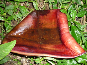 Picture of nakataya