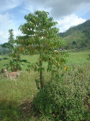 Picture of nalawed