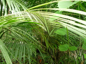 Picture of nanga
