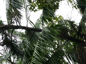 Picture of nanga