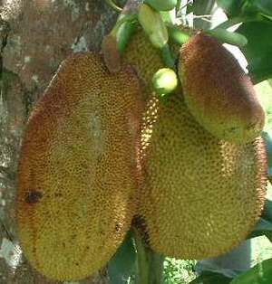 Picture of nangka