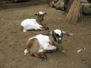 Picture of nati