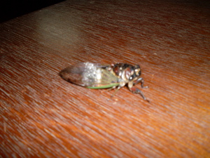 Picture of ngeyngey