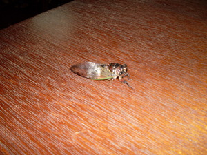 Picture of ngeyngey