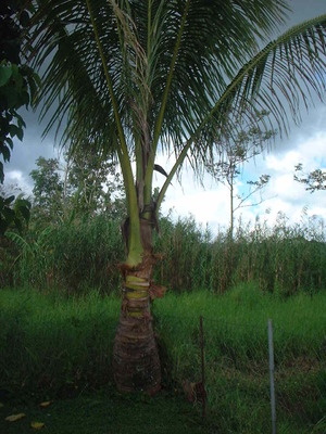 Picture of niyug