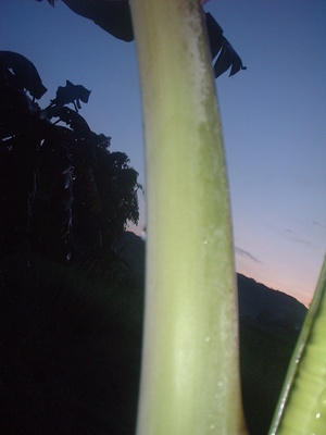 Picture of pakkew