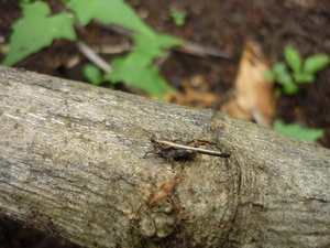 Picture of palahè